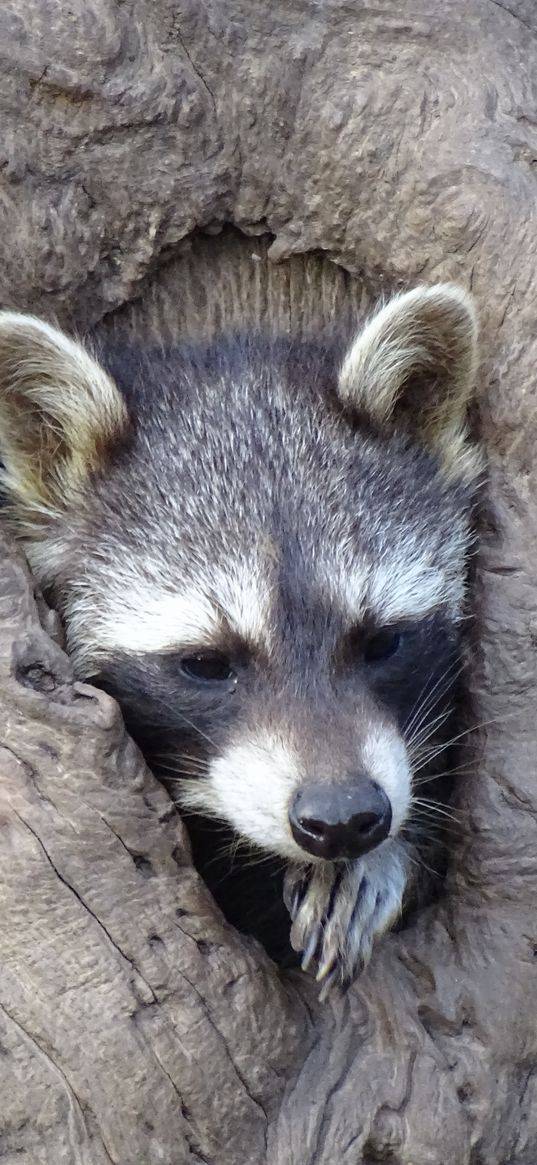 raccoon, hollow tree, face, striped