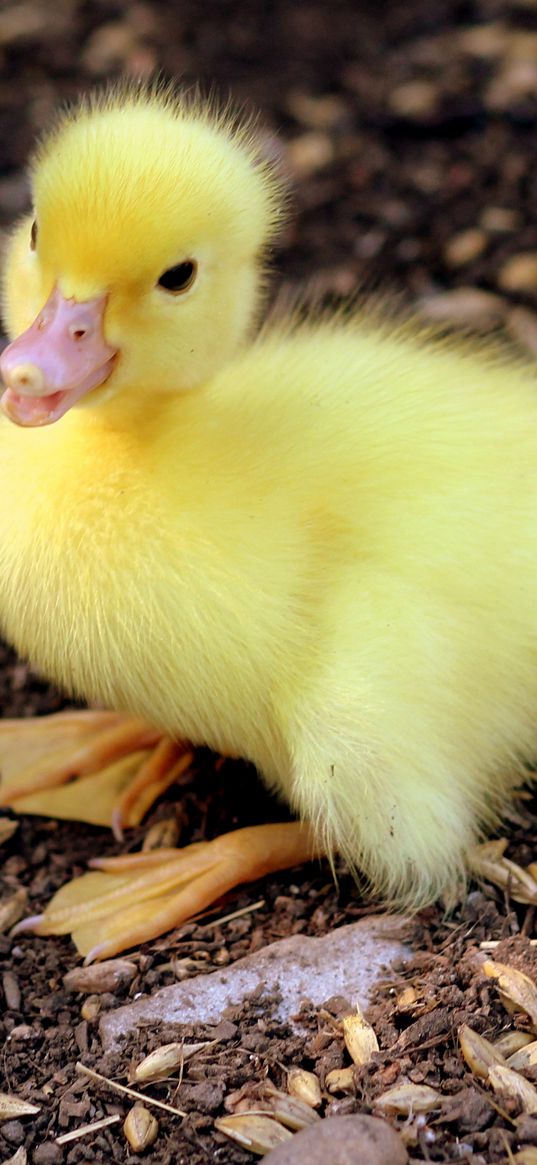 duckling, chick, baby