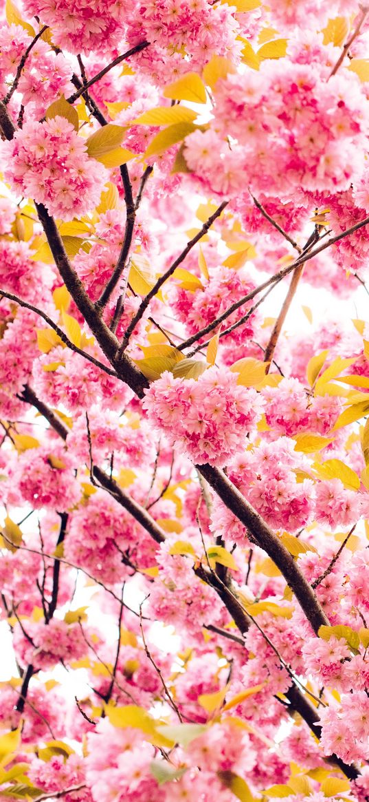 cherry, flowers, flowering, tree