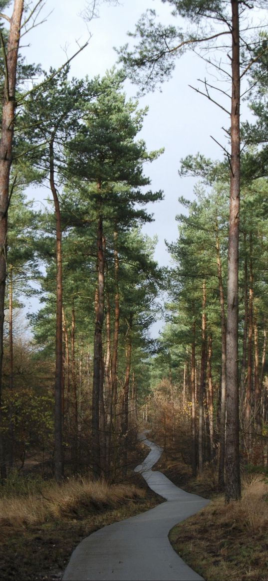 forest, trees, pathway