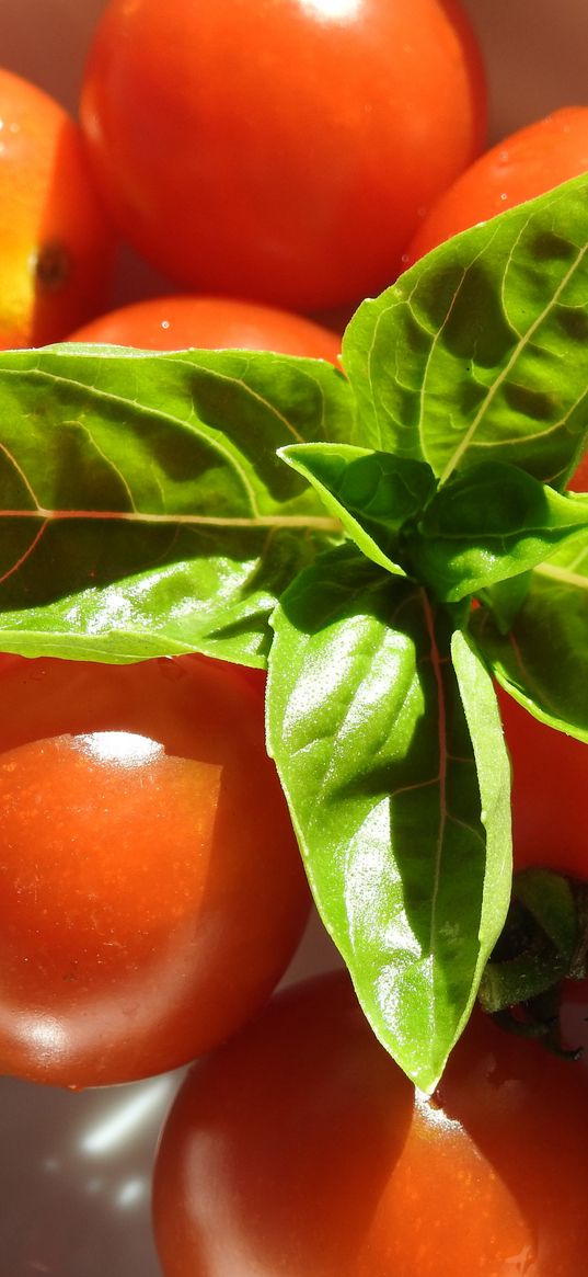 tomatoes, cherry tomatoes, basil