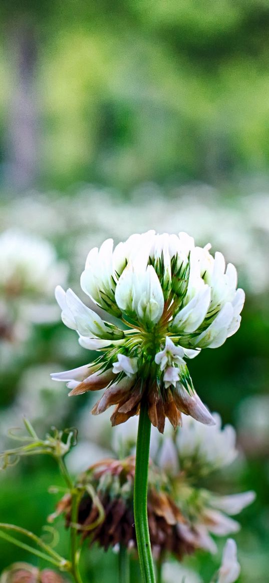 clover, flowers, plant