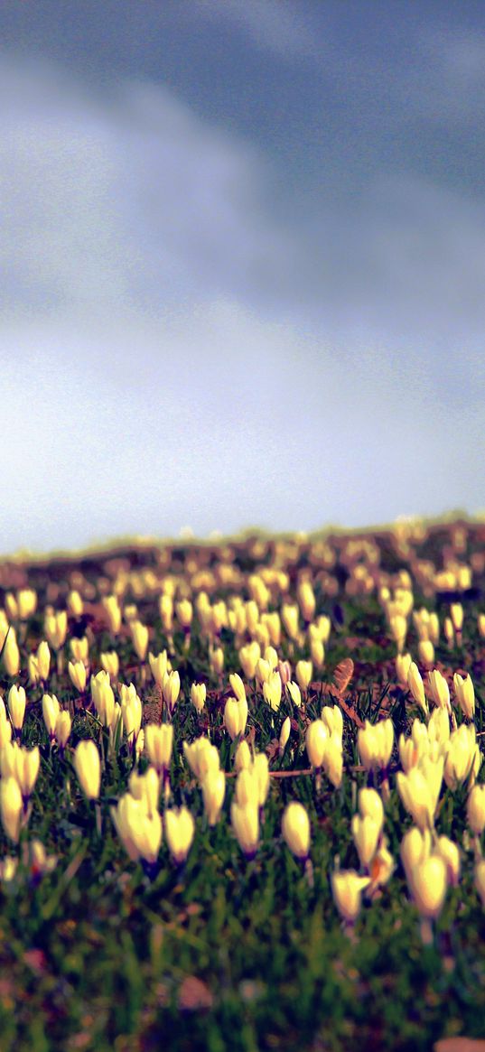 crocus, flowers, field, sky