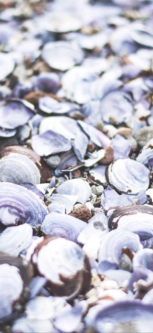 seashells, beach, sea