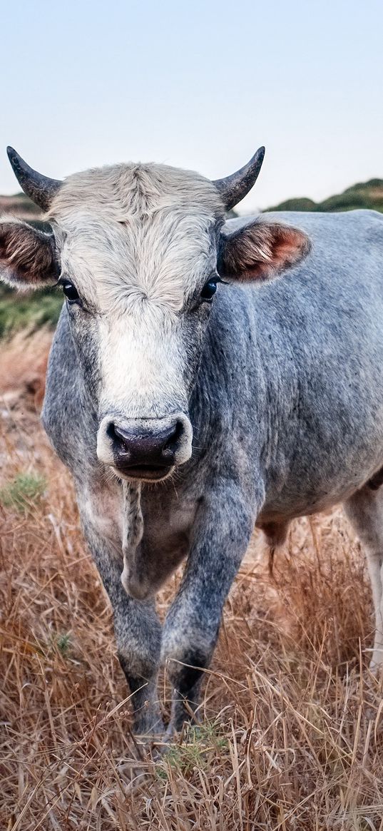 cow, meadow, pasture, grass