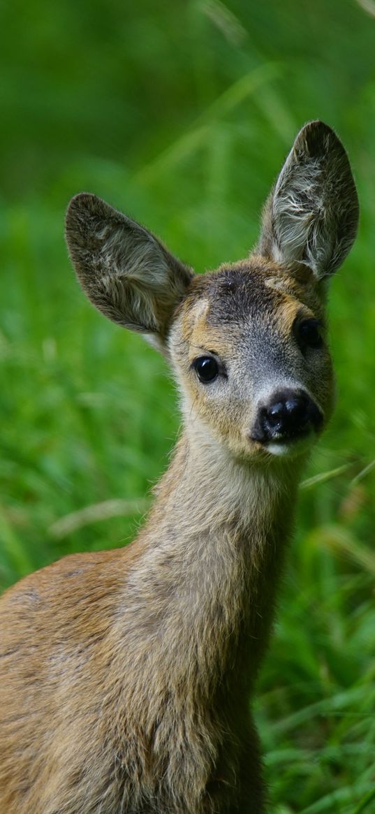 deer, muzzle, young, grass