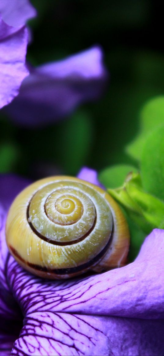 snail, clam, flower, shell