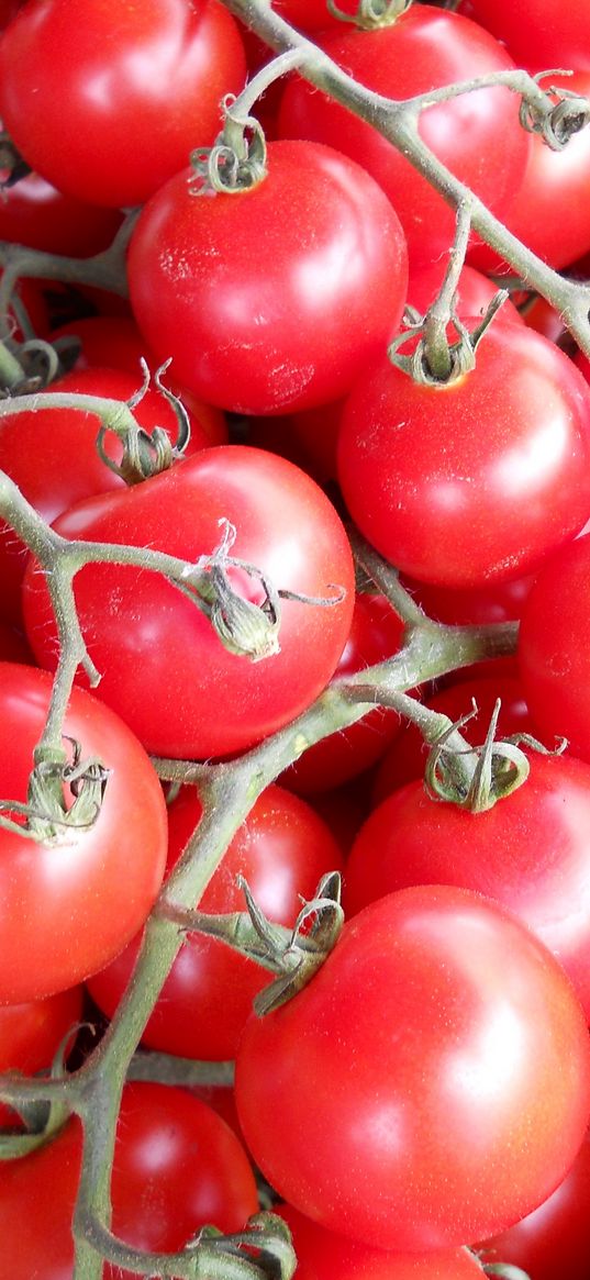 tomato, twig, vegetable