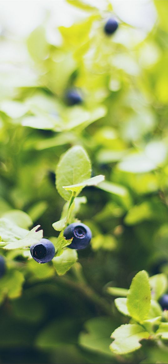 blueberries, twigs, berries