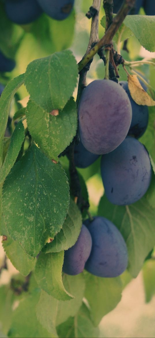 plum, branch, fruit