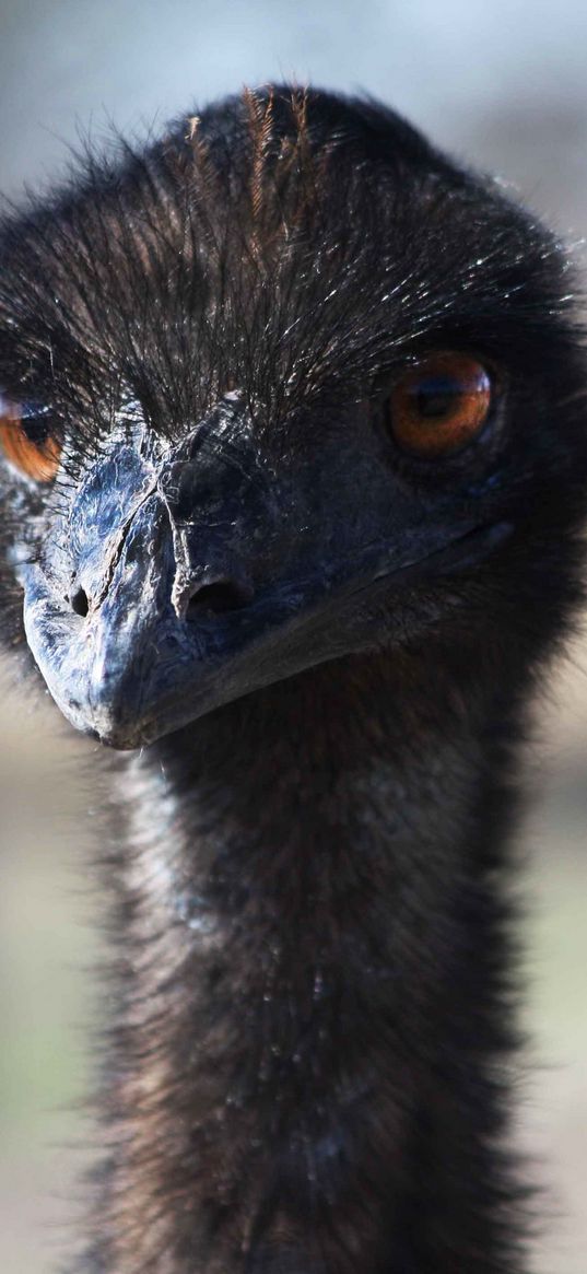 ostrich, bird, head, beak