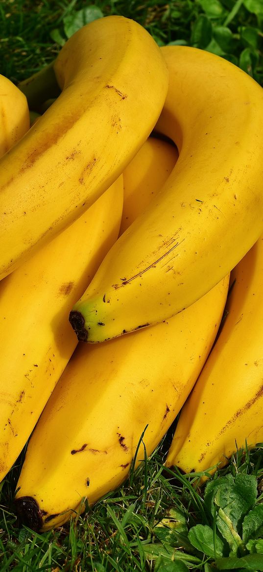 bananas, fruit, ripe, grass