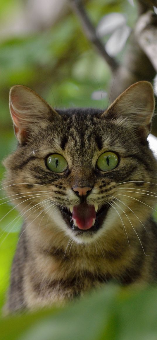 cat, face, scream, tree