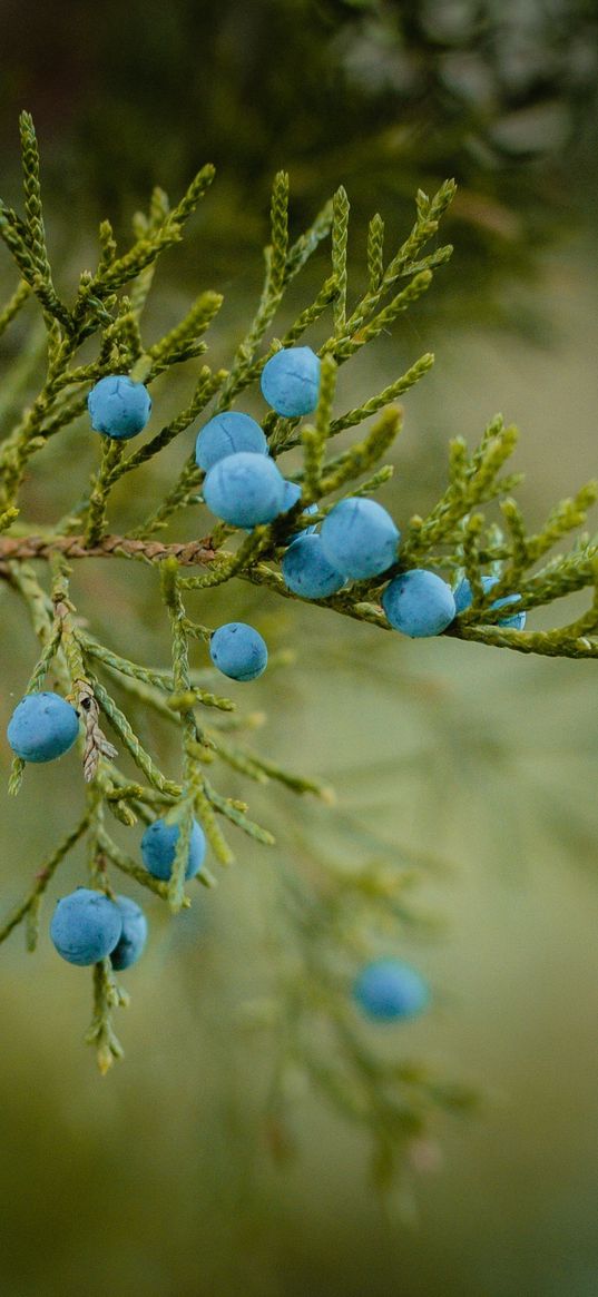 blueberries, berries, branch, ripe