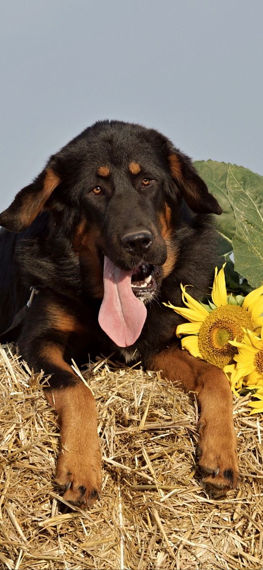 dog, sheepdog, muzzle, hay, sunflowers