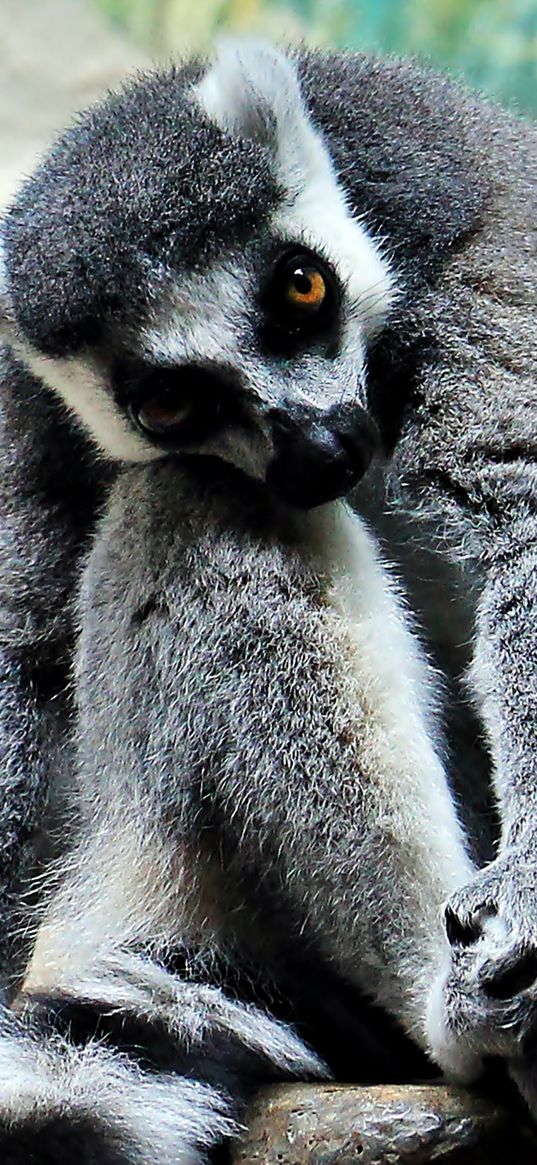 lemur, animal, striped, sit