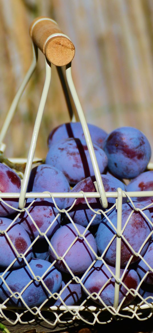 plum, fruit, basket