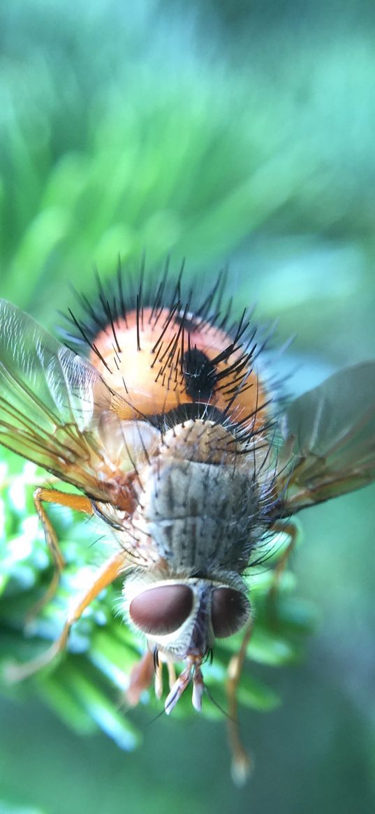 beetle, insect, close-up