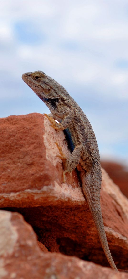 gecko, lizard, reptile, rocks