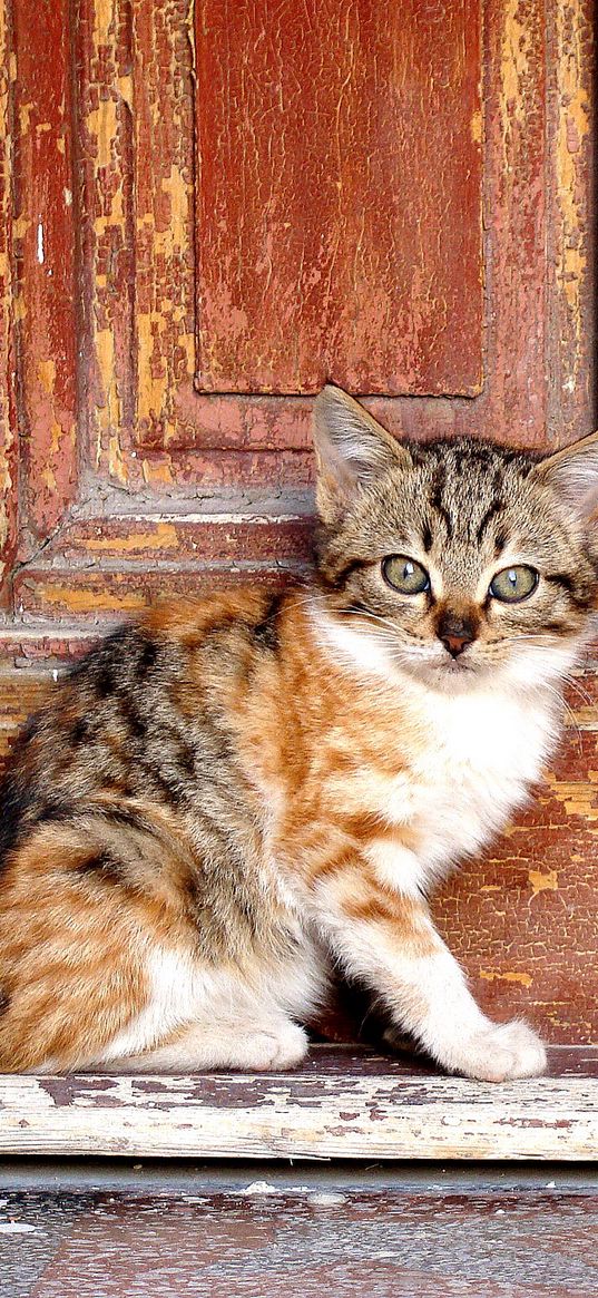 kitty, door, shabby