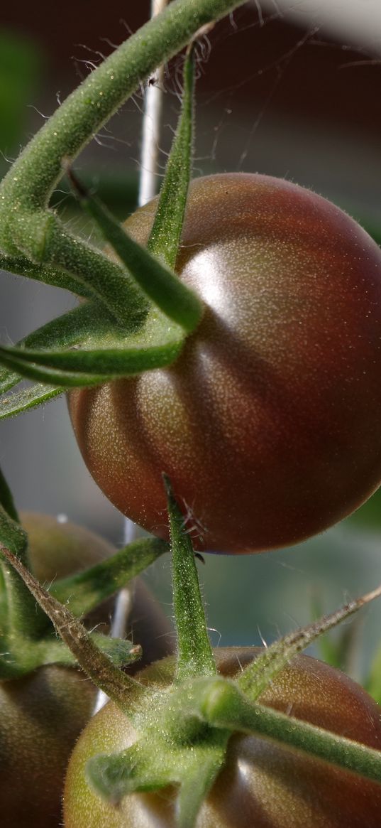 tomato, twig, vegetable