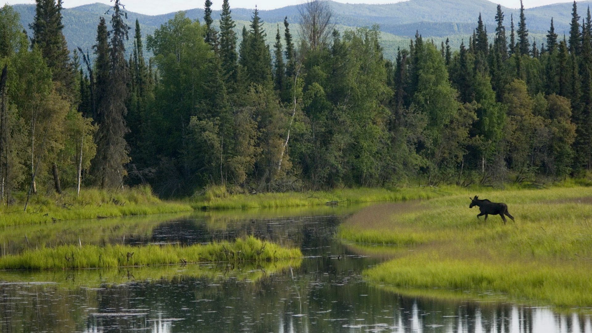 wood, greens, trees, water, elk