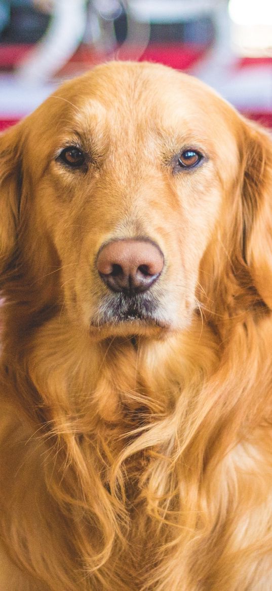 golden retriever, dog, muzzle