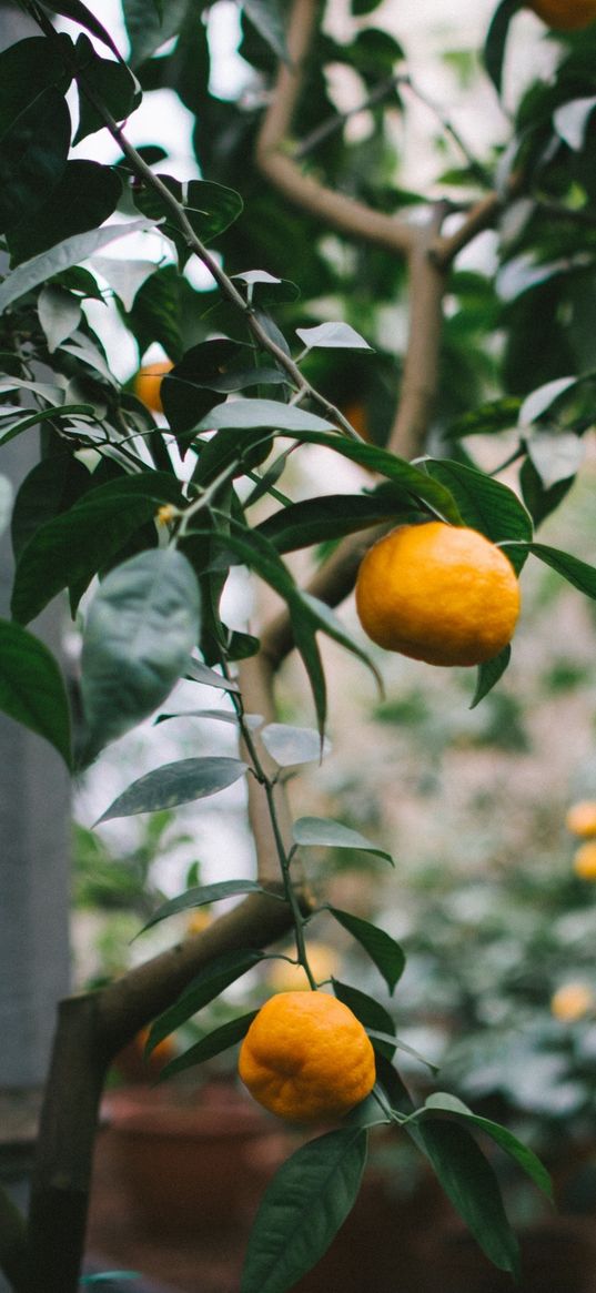 tangerines, oranges, branch, tree