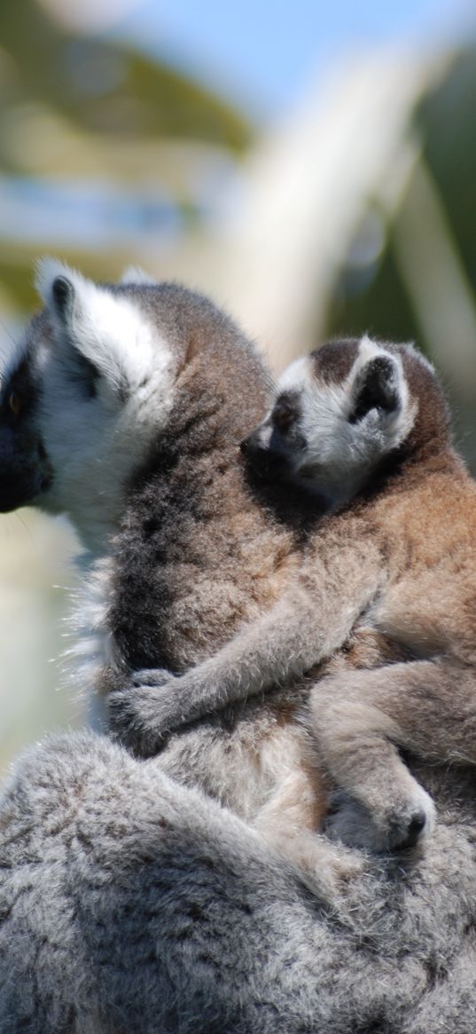 lemur, cub, couple, care