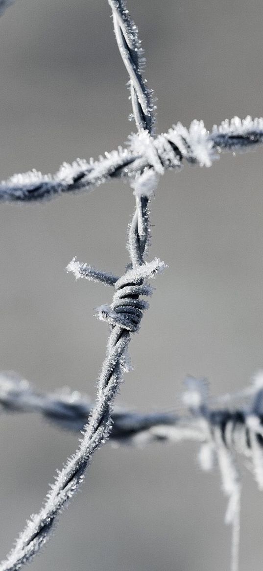 barbed wire, frost, metal