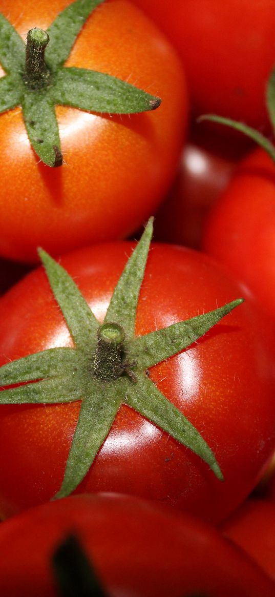 tomatoes, vegetables, ripe