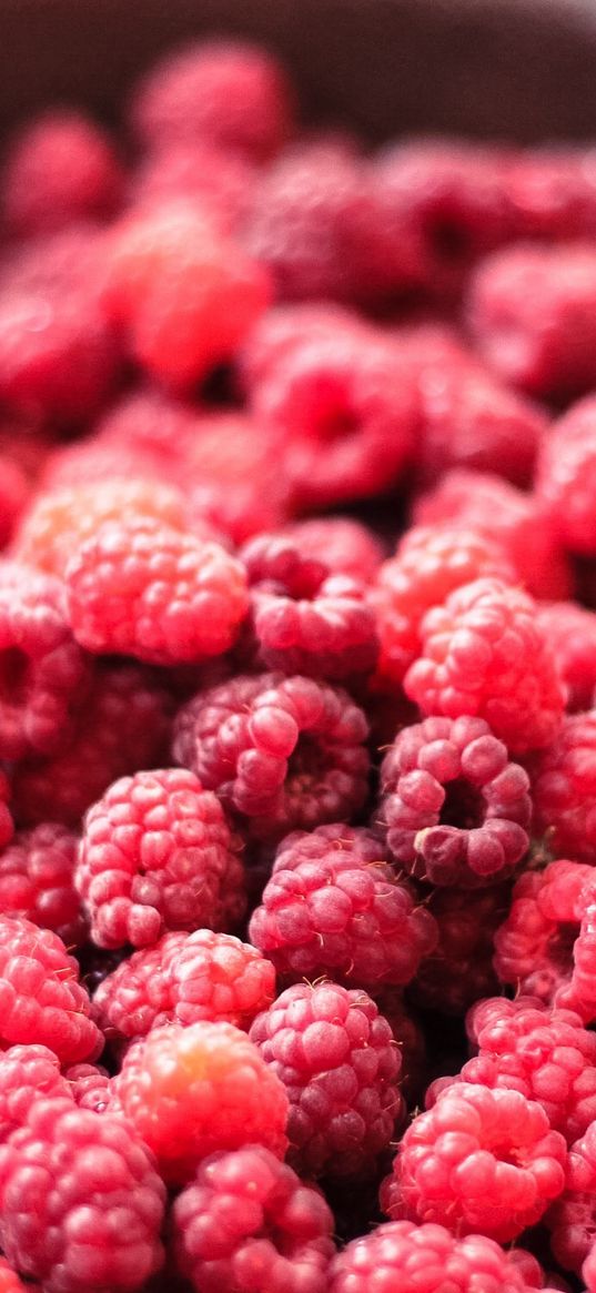 raspberry, berry, ripe, dish