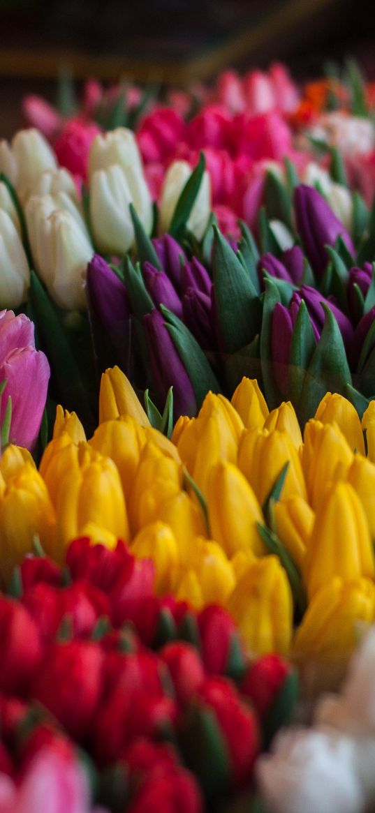 tulips, bouquets, multicolored