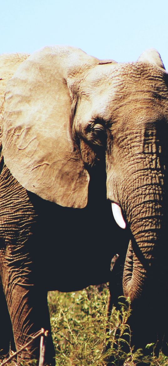 elephants, couple, cub, grass, wildlife