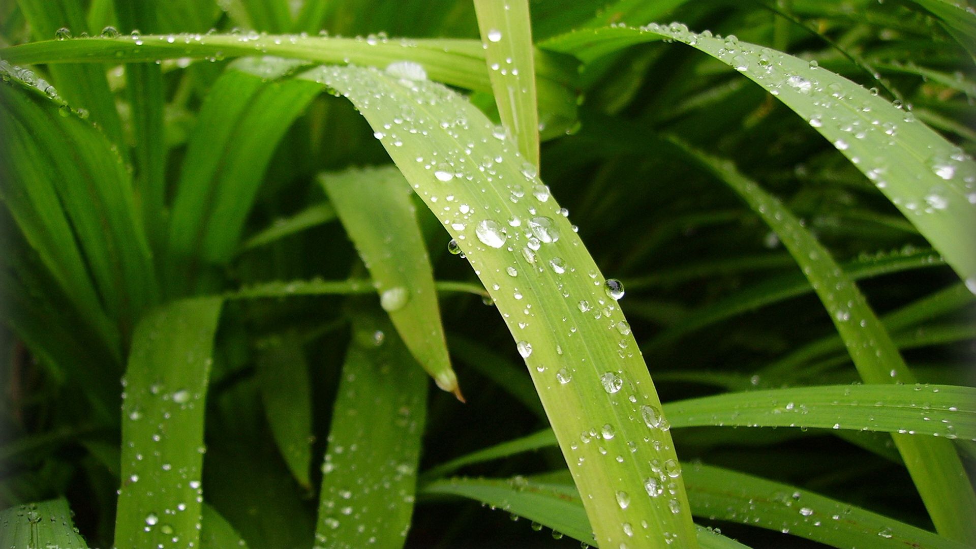 leaves, drops, water, dew, greens