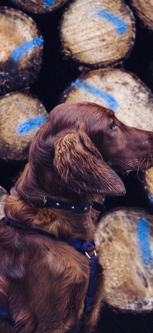 dog, retriever, leash, logs