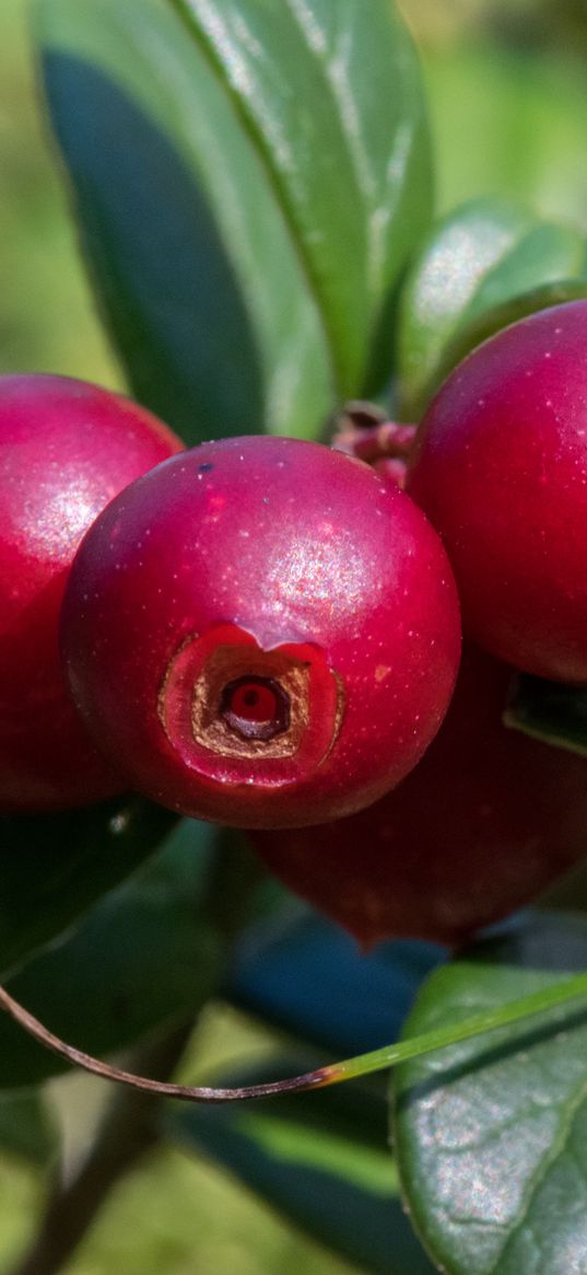 cranberries, berries, branch