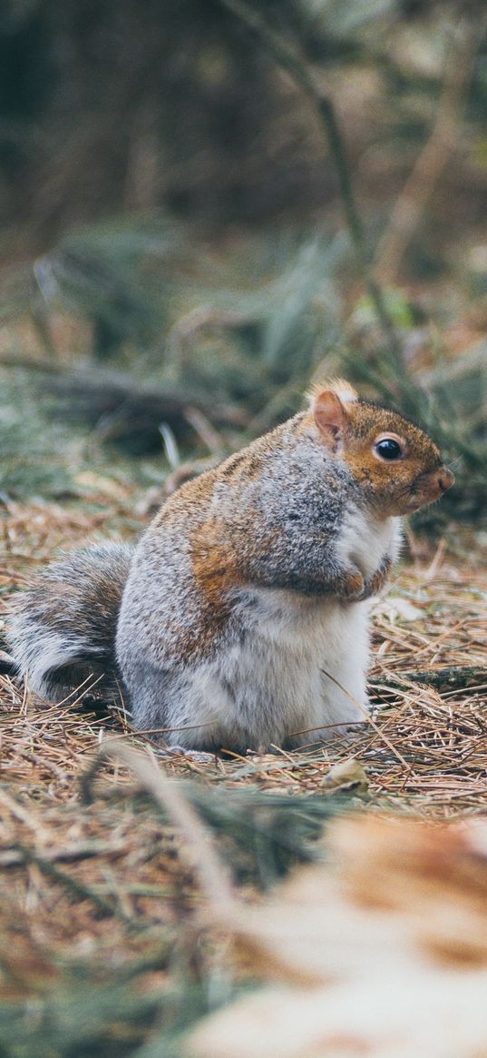 squirrel, grass, walk, thick