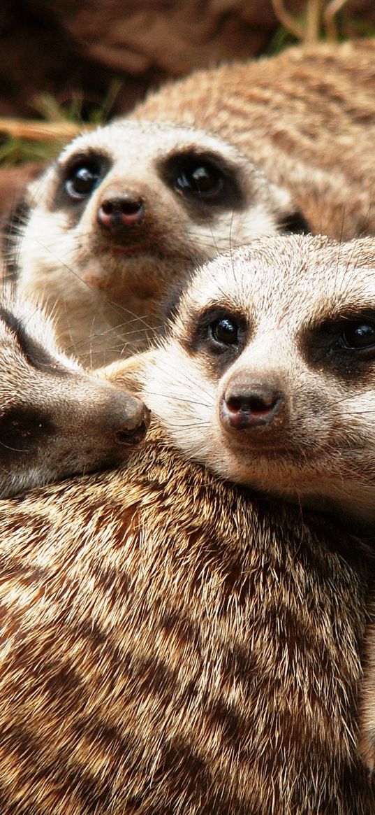 meerkats, family, fur