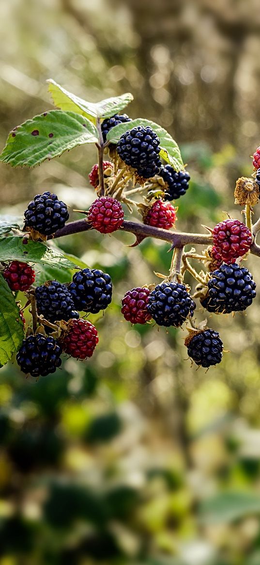 raspberries, blackberries, berries, branch