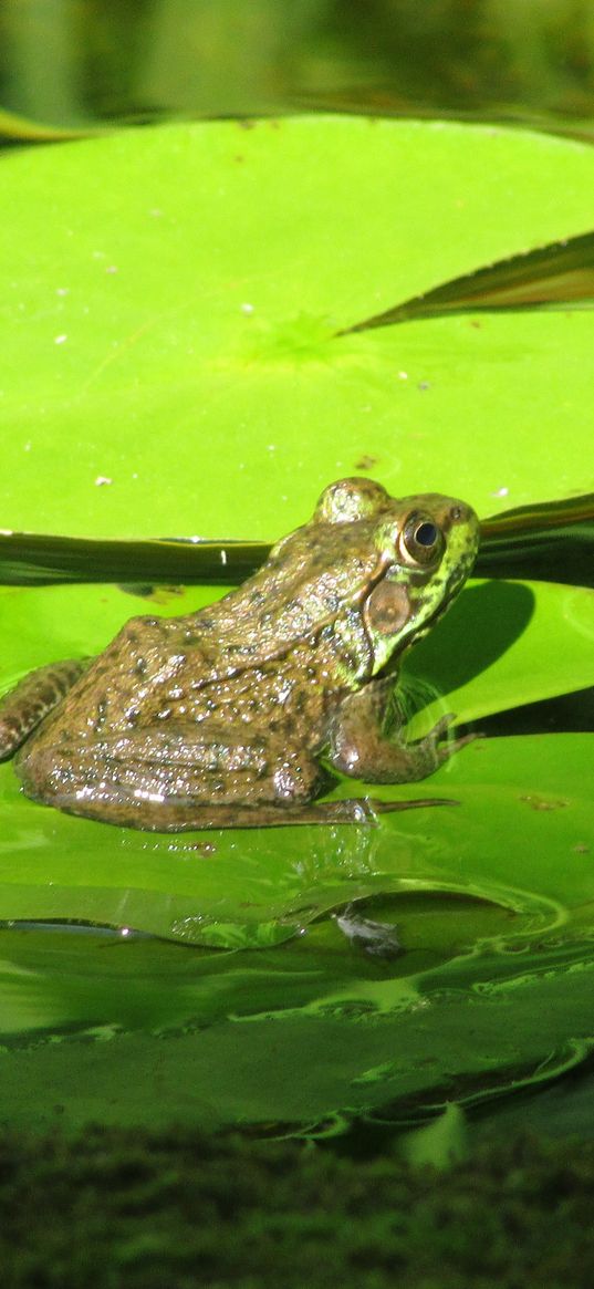 frog, amphibian, lily, marsh