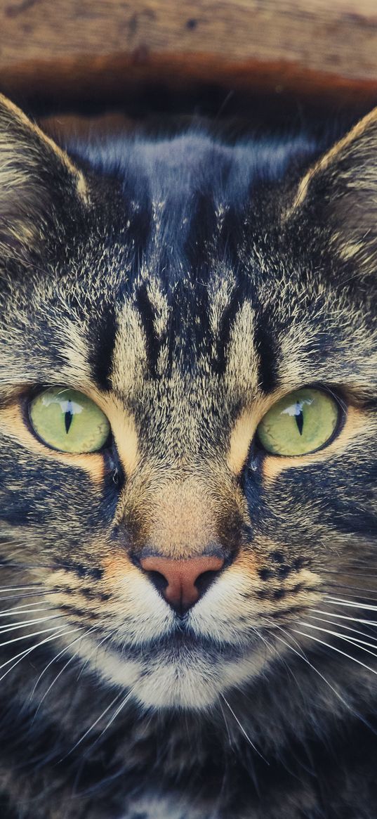 cat, tabby, face, eyes