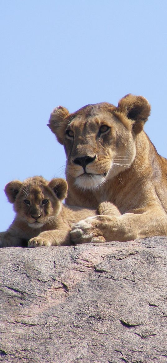 lions, africa, safari, cub