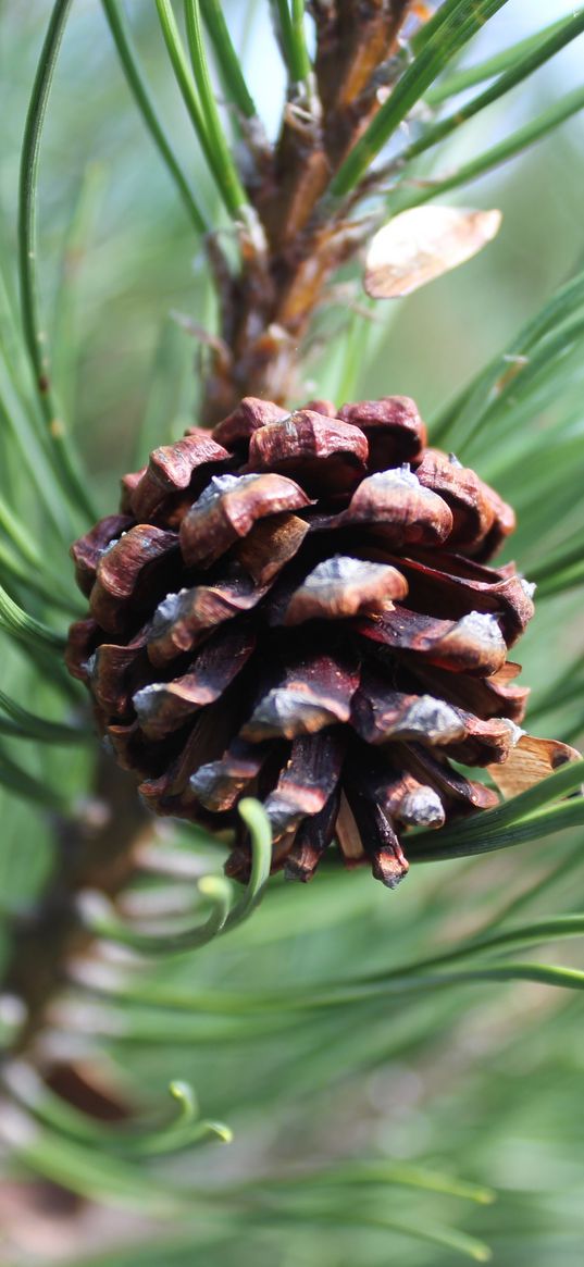 pine cone, pine, branch