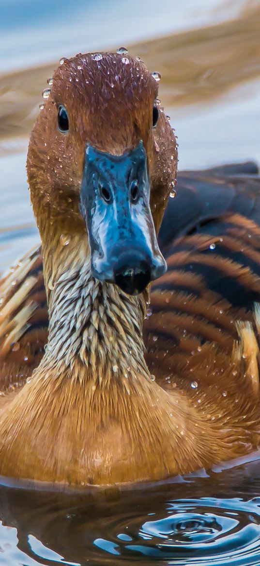 duck, mallard, bird, water, swim