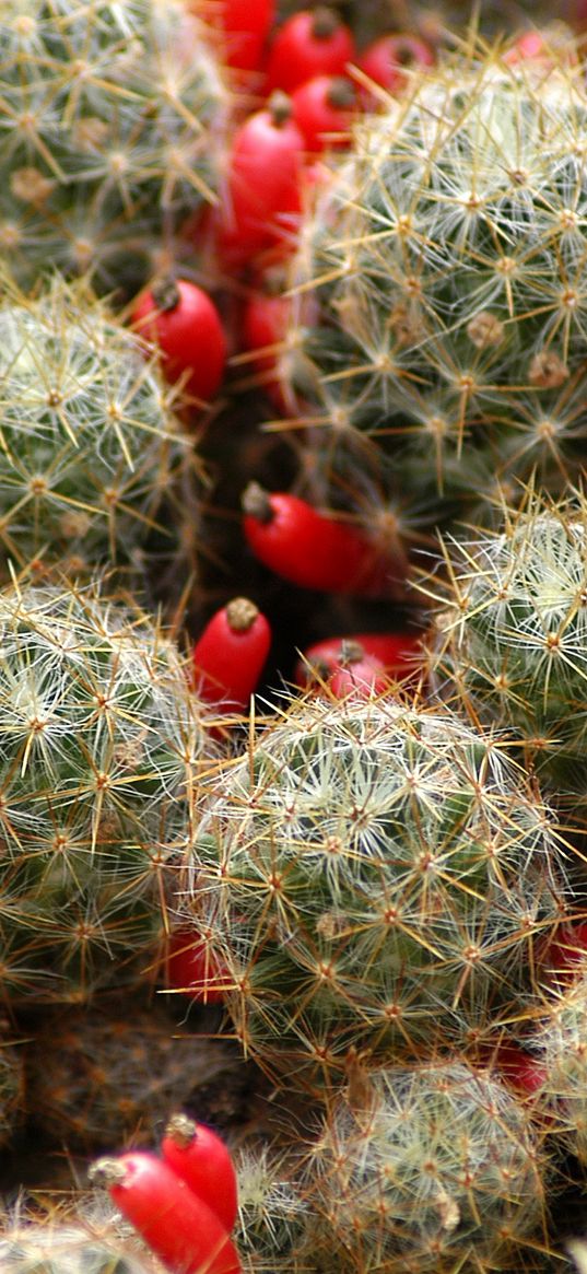 cactus, flowers, thorns, houseplant