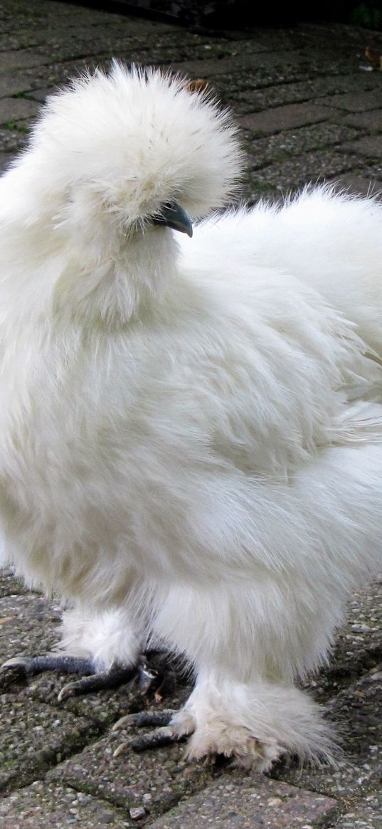 silkie, chicken, feathers