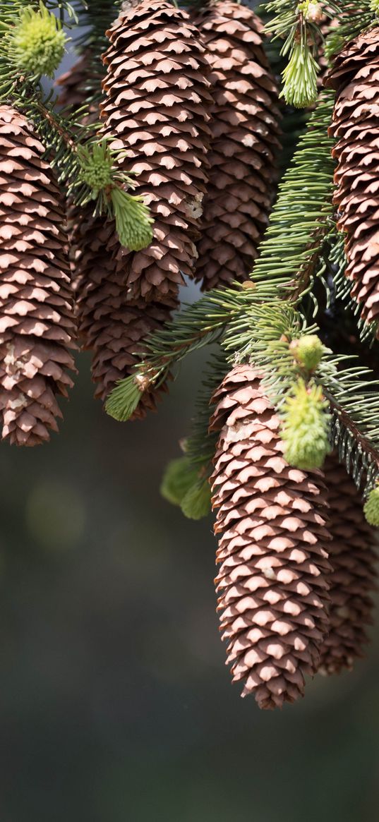 cones, fir, pine needles, thorns, twigs