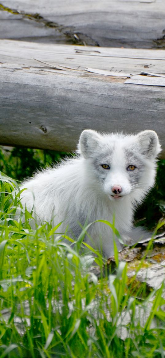 arctic fox, arctic, dog, fox