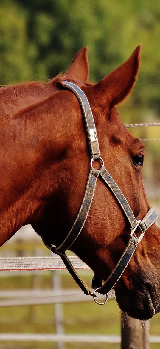 horse, stallion, corral, meadow, pasture